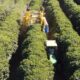 Escassez de mão de obra acelera mecanização da colheita de café