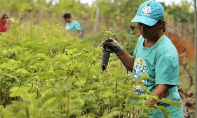 TCU aponta rombo de R$ 187,1 bi na previdência rural