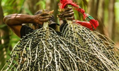 Açaí na COP30: após polêmica, OEI libera produto de fornecedores registrados; município reforça controle sanitário