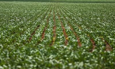 Agronegócios: Nordeste e Centro-Oeste dominam ranking dos municípios mais desenvolvidos na agropecuária