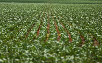 Agronegócios: Nordeste e Centro-Oeste dominam ranking dos municípios mais desenvolvidos na agropecuária