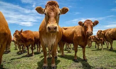 Preço do boi gordo hoje: confira as cotações para sexta-feira (10)