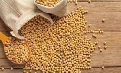 Soja e trigo: confira as cotações de preço para esta sexta-feira (17)