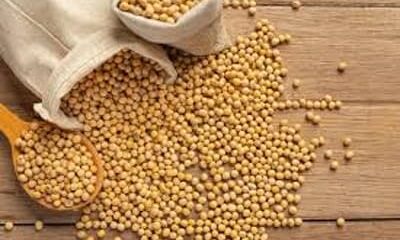 Soja e trigo: confira cotações de preço para esta segunda (27)