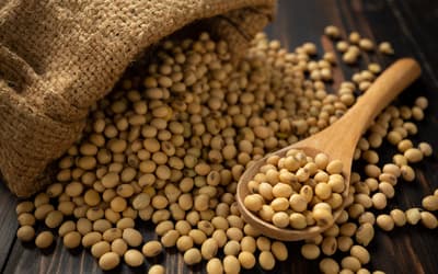 Soja e trigo hoje: confira as cotações para quinta (30)