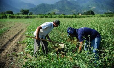 Agro fecha setembro com saldo positivo de 25 mil empregos, puxado pelo açúcar e pela cana