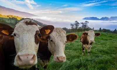 Boi gordo hoje: confira as cotações para esta quarta-feira (5)