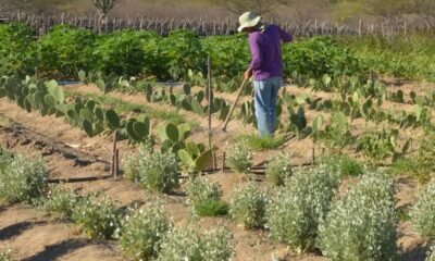 CEP Rural: CCJ aprova projeto que cria código de georreferenciamento para propriedades rurais