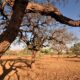 Revisão do IBGE redefine limites entre Cerrado e Mata Atlântica em MG e SP