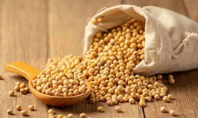 Soja e trigo hoje: confira as cotações para quarta (5)