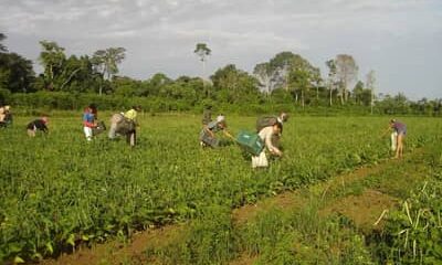 FNO impulsiona desenvolvimento econômico no Norte e financia R$ 13,4 bilhões até setembro