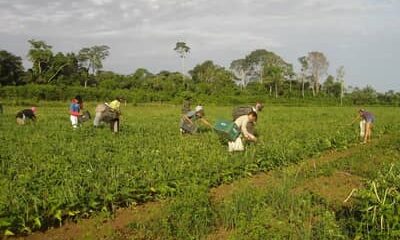 Plano Safra 25/26: pequenos produtores concentram quase 60% do crédito na Amazônia