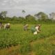 Plano Safra 25/26: pequenos produtores concentram quase 60% do crédito na Amazônia