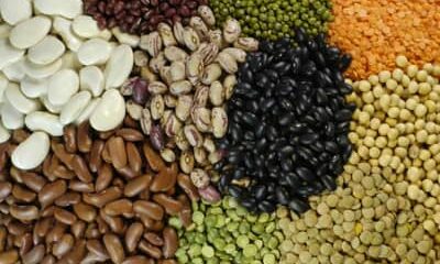 Exportações de pulses do Brasil sobem 30% em 2025, com destaque para o feijão