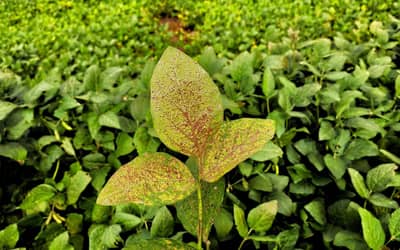 Mapa cria canal exclusivo para registro de suspeitas de novas pragas agrícolas