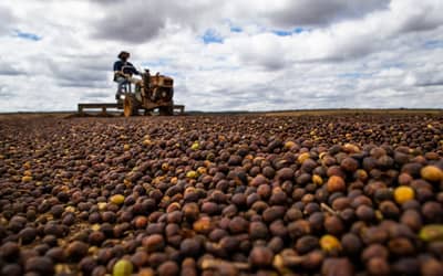 Câmara aprova análise acelerada para novas regras do Seguro Rural no Brasil