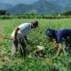 Mercado rural é responsável por três a cada dez vagas formais no país em janeiro, segundo CNM