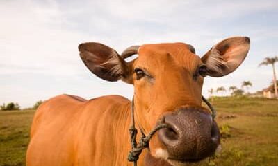 Boi gordo hoje: confira as cotações para esta segunda-feira (20)