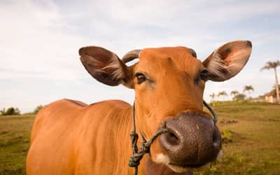 Boi gordo hoje: confira as cotações para esta sexta-feira (10)