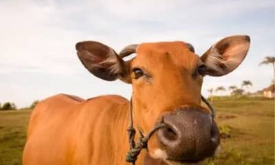 Boi gordo tem queda no preço, com arroba vendida a R$ 363,85