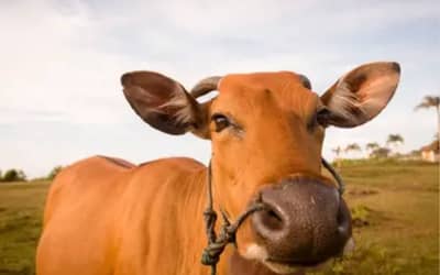 Boi gordo tem queda no preço, com arroba vendida a R$ 363,85