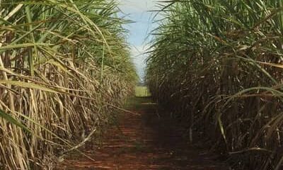 Cana-de-açúcar ocupa 8,9 milhões de hectares no Centro-Sul e reforça liderança de São Paulo