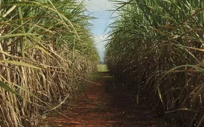 Cana-de-açúcar ocupa 8,9 milhões de hectares no Centro-Sul e reforça liderança de São Paulo
