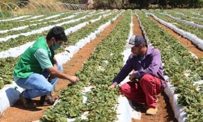 Cepea: El Niño vai comprometer produção de frutas e hortaliças