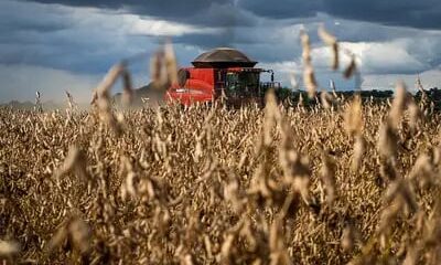 La Niña: fenômeno provoca perdas de até 50% na produtividade da soja no RS