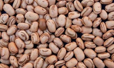 MATOPIBA: chuvas irregulares impactam colheita do feijão primeira safra