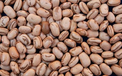 MATOPIBA: chuvas irregulares impactam colheita do feijão primeira safra