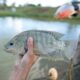 Notas fiscais passam a comprovar origem de peixes e frutos do mar