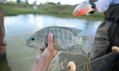 Notas fiscais passam a comprovar origem de peixes e frutos do mar