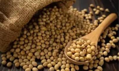 SOJA E TRIGO: confira os preços dos grãos nesta quarta-feira (29)