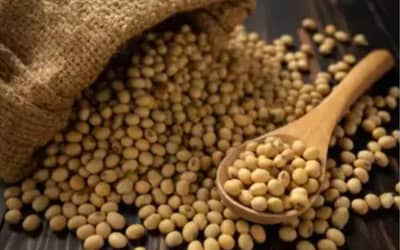 SOJA E TRIGO: confira os preços dos grãos nesta quinta-feira (30)