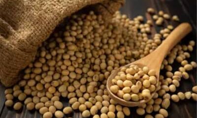 Soja e trigo começam a quinta-feira (23) com elevação nos preços