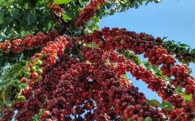 Café hoje: confira cotações para esta quarta-feira (17)