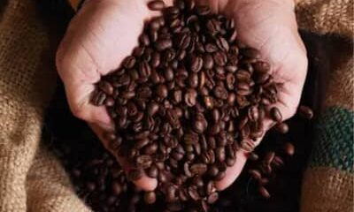 Café hoje: confira cotações para esta segunda-feira (29)
