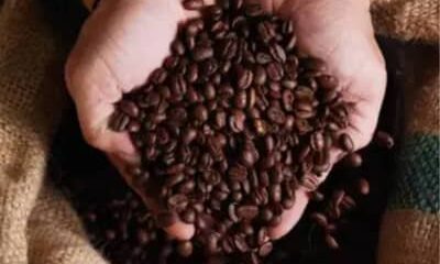 Café hoje: confira cotações para esta terça-feira (30)