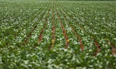 Agricultura: governo publica preços mínimos para safra de verão 2026/27