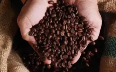 Café hoje: confira cotações para esta sexta-feira (31)