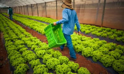 Dívidas rurais: CMN publica regras para acesso de produtores às renegociações