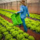 Dívidas rurais: CMN publica regras para acesso de produtores às renegociações