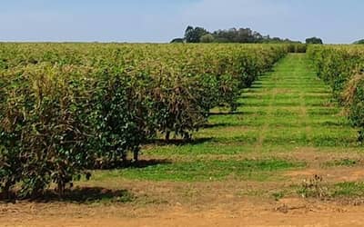 INMET prevê déficit hídrico no Centro-Norte e chuvas acima da média no Sul entre julho e setembro