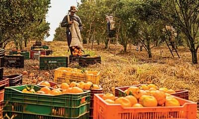 Agro cria 30,5 mil empregos formais em junho, impulsionado pelos cultivos de laranja e café