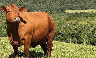 Boi gordo hoje: arroba recua e é negociada a R$ 346,50 em São Paulo