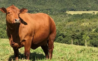 Boi gordo hoje: confira cotações para esta quinta-feira (6)