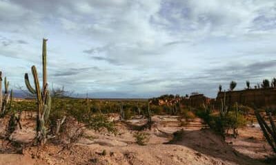 Brasil apresenta na COP17 ações de combate à desertificação e recuperação de áreas degradadas