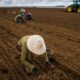 Governo atrasa pagamento de R$ 141 milhões de contratos do Seguro Rural