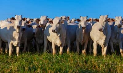 Valor Bruto da Produção Agropecuária é estimado em R$ 1,39 trilhão em julho